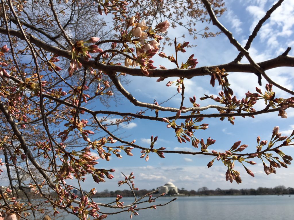 Que tal ver a florada das cerejeiras em Washington D.C.? :)