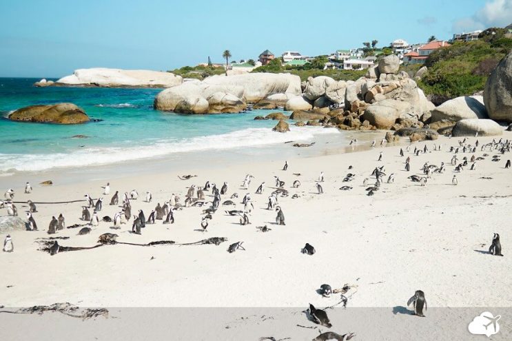 boulders beach praia pinguins cidade do cabo