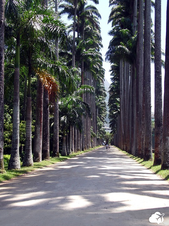 o jardim botânico do rio de janeiro é incluído no roteiro de boa parte dos turistas que visitam a cidade 
