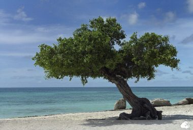 árvore divi-divi  cartão postal  aruba