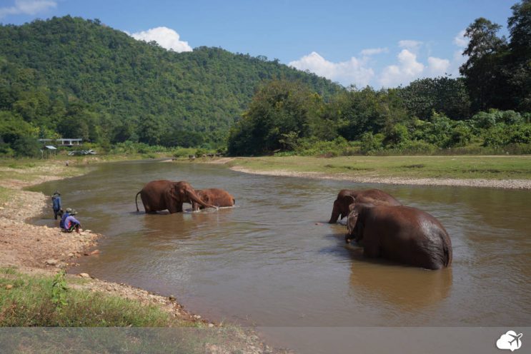 elefantes tomando banho