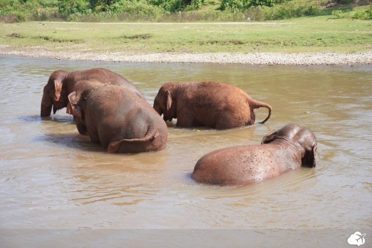 elefantes na lama em chiang mai