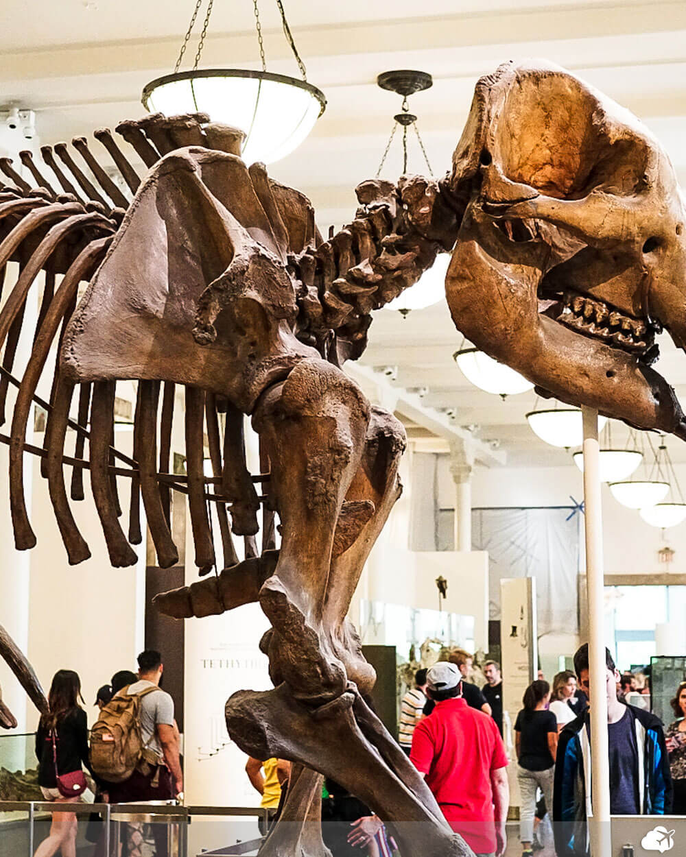 museu de historia natural em nova york